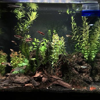 Resource Building Materials - Update on my resource hardscaped tank :) - Building Supplies Near Me - Huntington Beach, California Resource Building Materials - Update on my resource hardscaped tank :) - Building Supplies Near Me - Huntington Beach, California