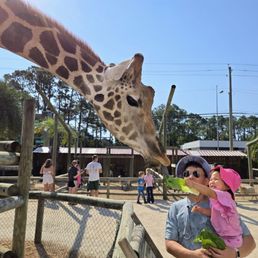 Giraffe feeding Giraffe feeding