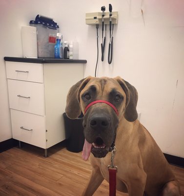 petcare express holcombe