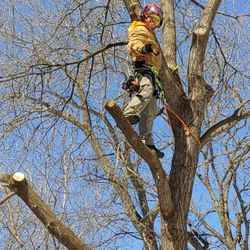 Bold North Arborists
