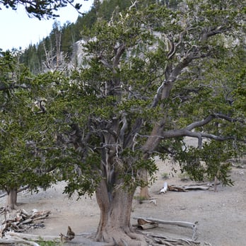 Raintree via North Loop - Rain Tree - Hiking Near Me - Mt. Charleston, Nevada