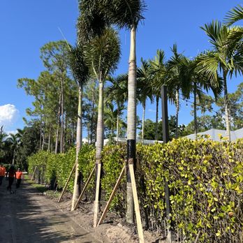 Aim To Please Landscapes - Tree Services Near Me - Naples, Florida Aim To Please Landscapes - Tree Services Near Me - Naples, Florida