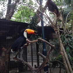 Kinder Zoo Adventure Jungle