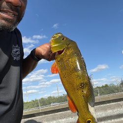 Captain Jax Bait & Tackle - These warm water shiners are winners
