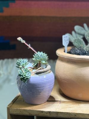 Plant'd by null