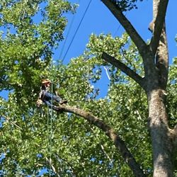 Out on a limb professional tree care