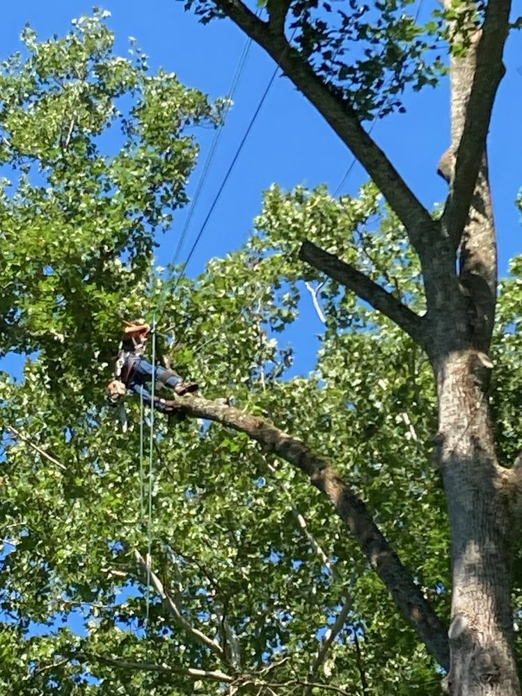 OUT ON A LIMB PROFESSIONAL TREE CARE - Updated July 2026 - 10 Photos ...