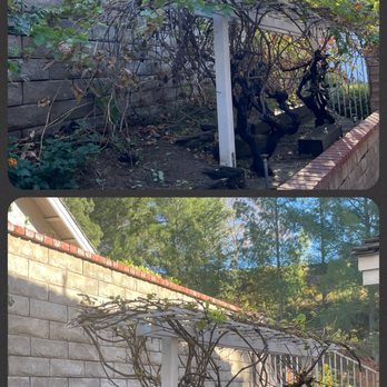 Tree Trimming 4 Less - Trimmed the last of my grapevines. - Tree Services Near Me