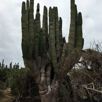 Cabo Adventures - 300+ year old cactus - Outback & Camel Safari - Boat Tours Near Me - Cabo San Lucas, BCS