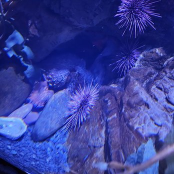 Newport Aquarium - Aquariums Near Me - Newport, Kentucky