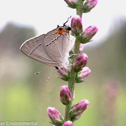 Springer Environmental Services - How well native plants attract butterflies. Gray hairstreak