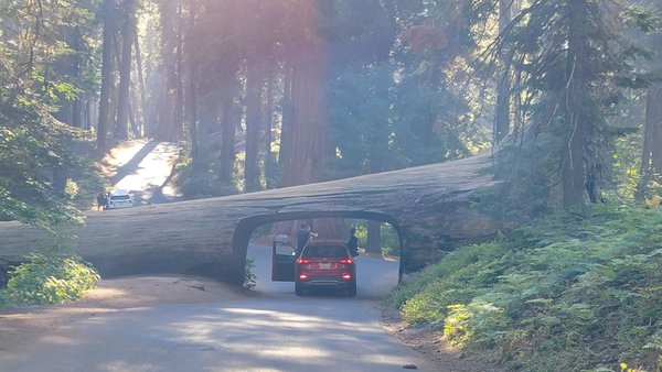 Sequoia National Park's Tunnel Log by null
