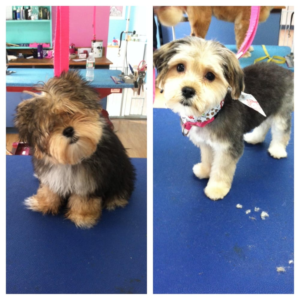 RUFF TO FLUFF DOG GRRROOMING Updated August 2024 1238 Hooksett Rd