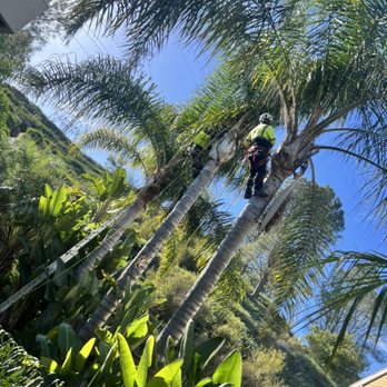 GNZ Tree Expert - Queen palms trimming - Tree Services Near Me GNZ Tree Expert - Queen palms trimming - Tree Services Near Me