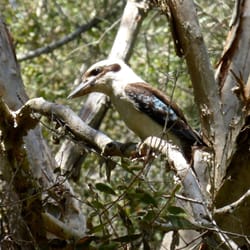 Minjungbal Aboriginal Cultural Centre - KOOKABURRA