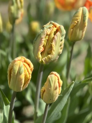 Veldheer Tulip Gardens by null