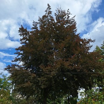 Monkeyman's Tree Service - Tree Services Near Me - Lake Oswego, Oregon Monkeyman's Tree Service - Tree Services Near Me - Lake Oswego, Oregon