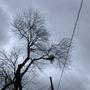 Photo of ArborX Tree Service