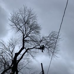 ArborX Tree Service - Removal in progress
