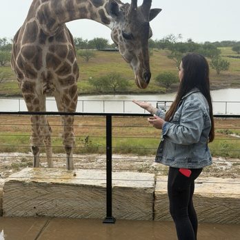 Blue Hills Ranch - Feeding the Giraffe - Hotels Near Me - McGregor, Texas Blue Hills Ranch - Feeding the Giraffe - Hotels Near Me - McGregor, Texas