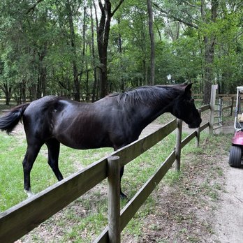 Mill Creek Farm - Waiting for a treat. - Animal Shelters Near Me - Alachua, Florida Mill Creek Farm - Waiting for a treat. - Animal Shelters Near Me - Alachua, Florida