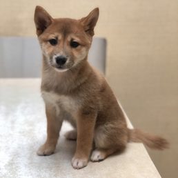 Our dear shiba puppy: MIKO Our dear shiba puppy: MIKO