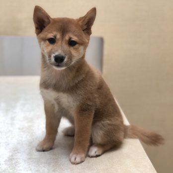 Rosemont Veterinary Hospital - Our dear shiba puppy: MIKO - Veterinarians Near Me - La Crescenta, California Rosemont Veterinary Hospital - Our dear shiba puppy: MIKO - Veterinarians Near Me - La Crescenta, California