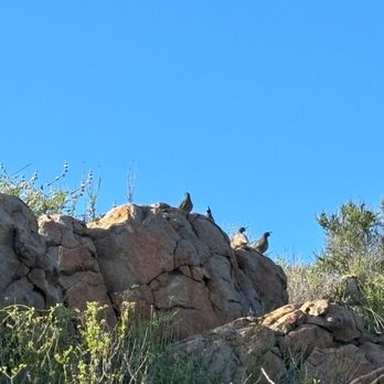 Cowles Mountain - Birds on the trail - Hiking Near Me - San Diego, California