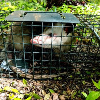 Topper's Wildlife Removal - Pest Control Near Me Topper's Wildlife Removal - Pest Control Near Me
