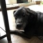 Photo of Southern Charm Pet Care