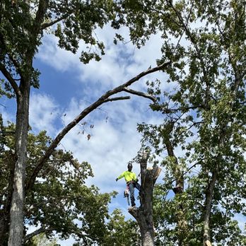 ALL AMERICAN TREE SERVICE - Landscaping Near Me ALL AMERICAN TREE SERVICE - Landscaping Near Me
