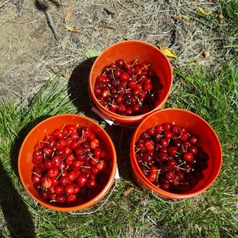Chavez U-Pick Cherries - 21 1/2 lbs here. - Pick Your Own Farms Near Me - Brentwood, California Chavez U-Pick Cherries - 21 1/2 lbs here. - Pick Your Own Farms Near Me - Brentwood, California