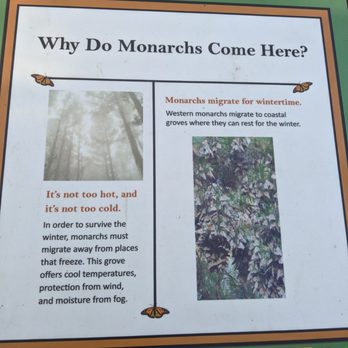 Monarch Grove Sanctuary - Parks Near Me - Pacific Grove, California Monarch Grove Sanctuary - Parks Near Me - Pacific Grove, California