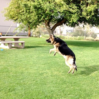 Mulligan Dog Park - Dog Parks Near Me - Indio, California
