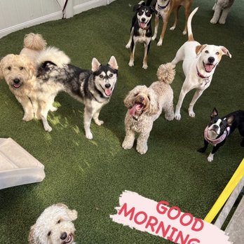NY Tails - NY tails instagram for updates - Dog Walkers Near Me NY Tails - NY tails instagram for updates - Dog Walkers Near Me