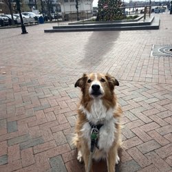 Baltimore Boutique Pet Care - Tails wag for BBPC!