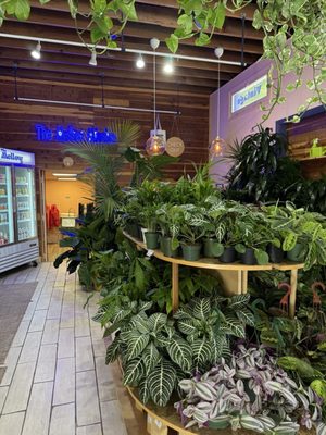 The Mellow Mission by null