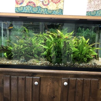 All Seas Aquarium - 55 Gal. planted freshwater - Aquarium Services Near Me All Seas Aquarium - 55 Gal. planted freshwater - Aquarium Services Near Me