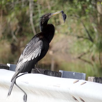 Wolf Lake Park - An Anhinga, with some sort of prey in its mouth. - Parks Near Me - Davie, Florida Wolf Lake Park - An Anhinga, with some sort of prey in its mouth. - Parks Near Me - Davie, Florida