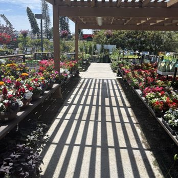 Armstrong Garden Centers - Rows n rows of color! - Nurseries & Gardening Near Me - San Diego, California Armstrong Garden Centers - Rows n rows of color! - Nurseries & Gardening Near Me - San Diego, California