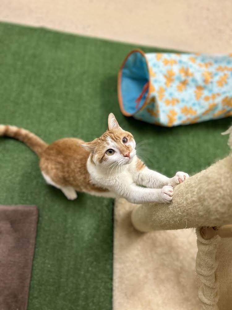 COZY CATS HOTEL Updated September 2024 Request Information 18 Photos & 18 Reviews 329 N