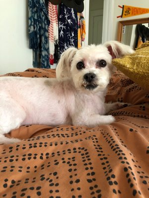 DESLY'S PET GROOMING by null