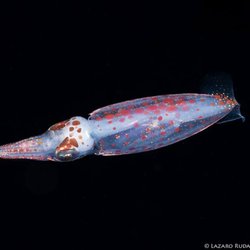 Walker's Dive Charters