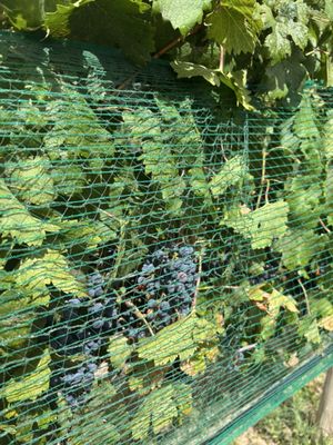 Restoration Vineyards by null