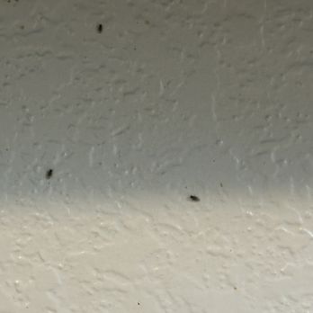 EBG Properties - Fruit flies - Property Management Near Me - Wexford, Pennsylvania