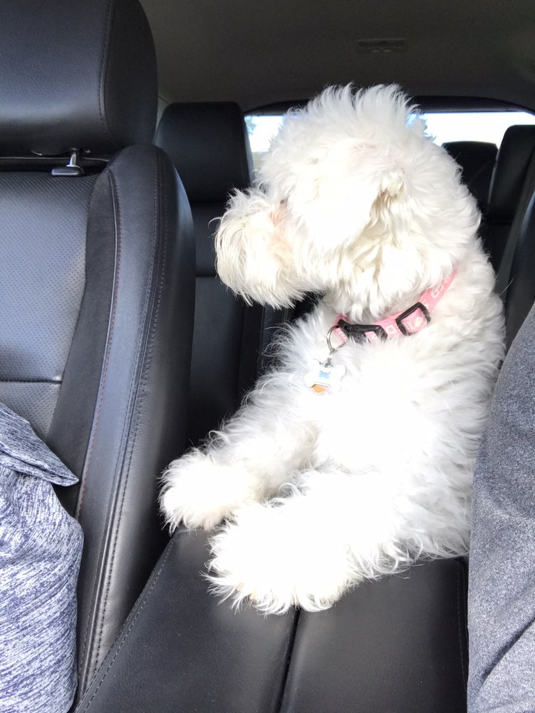 BOW WOW PET SALON Updated October 2024 34 Photos & 23 Reviews