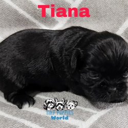 Tiny Puppies World