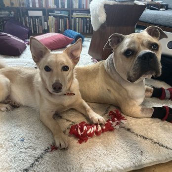 Korean K9 Rescue - Animal Shelters Near Me - Astoria, New York