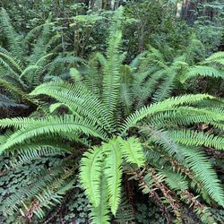 Lady Bird Johnson Grove - Ferns