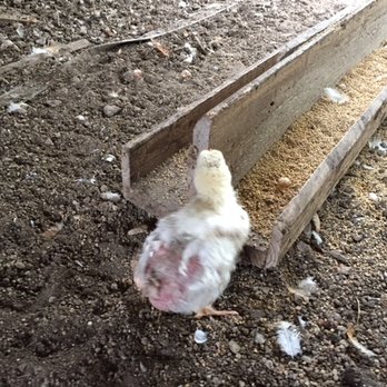 Murray McMurray Hatchery - 6 week old Jumbo Cornish. One of several that died or were stunted.  No support or consideration from McMurry. Buyer be warned. - Livestock Feed & Supply Near Me - Webster City, Iowa